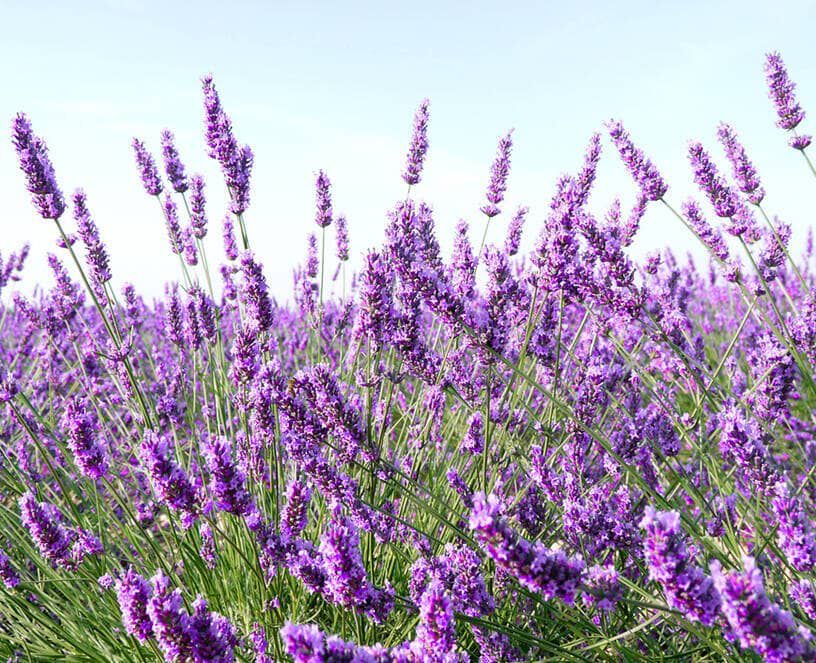 روغن اسطوخودوس