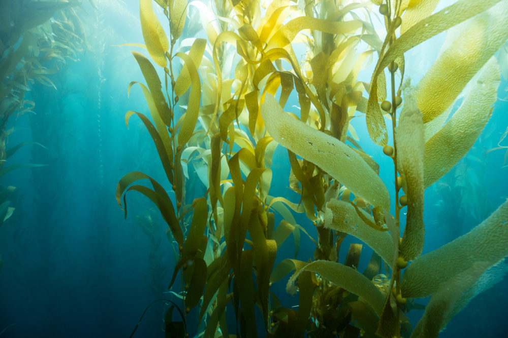 GettyImages-1185351276-1000x667_11zon seaweed