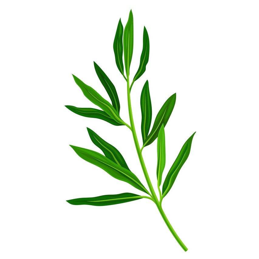 teatree