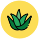 aloe-vera