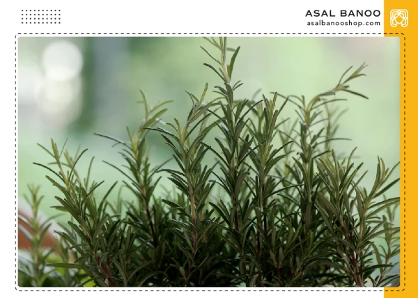 homemade-hair-mask-for-hair-loss ماسک مو رزماری